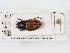  ( - ABOL-24-1781)  @11 [ ] Unspecified (default): All Rights Reserved (2024) Naturhistorisches Museum Wien Naturhistorisches Museum Wien