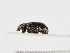  ( - ABOL-24-1842)  @11 [ ] Unspecified (default): All Rights Reserved (2024) Naturhistorisches Museum Wien Naturhistorisches Museum Wien