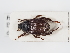  ( - ABOL-24-1822)  @11 [ ] Unspecified (default): All Rights Reserved (2024) Naturhistorisches Museum Wien Naturhistorisches Museum Wien