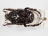  ( - ABOL-24-1823)  @11 [ ] Unspecified (default): All Rights Reserved (2024) Naturhistorisches Museum Wien Naturhistorisches Museum Wien