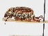  ( - ABOL-24-1824)  @11 [ ] Unspecified (default): All Rights Reserved (2024) Naturhistorisches Museum Wien Naturhistorisches Museum Wien