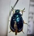  (Colaphellus sophiae - RDRB24_156)  @11 [ ] Unspecified (default): All Rights Reserved (2024) Dominik Rabl Unspecified
