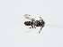  (Nomada furvoides - ABOL-Bioblitz22-S22-023)  @11 [ ] CC-BY-SA (2023) Schoder private