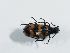  (Mylabris polymorpha - ABOL-BioBlitz 2021 Szucsich-4014)  @11 [ ] CC BY (2021) Schoder S. Natural history museum, Vienna