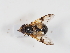  ( - Tettris-2023-0016)  @11 [ ] Unspecified (default): All Rights Reserved (2025) Naturhistorisches Museum Wien Unspecified