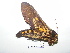  ( - BC-TDMPEG0148)  @12 [ ] Copyright (2010) Unspecified Research Collection of Thibaud Decaens