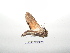  ( - BC-TDMPEG0254)  @12 [ ] Copyright (2010) Unspecified Research Collection of Thibaud Decaens