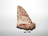  ( - BC-TDMPEG0378)  @13 [ ] Copyright (2010) Unspecified Research Collection of Thibaud Decaens