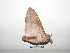  ( - BC-TDMPEG0379)  @13 [ ] Copyright (2010) Unspecified Research Collection of Thibaud Decaens