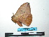  ( - BC-TDMPEG0037)  @12 [ ] Copyright (2010) Unspecified Research Collection of Thibaud Decaens