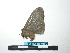  ( - BC-TDMPEG0114)  @12 [ ] Copyright (2010) Unspecified Research Collection of Thibaud Decaens