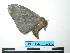  ( - BC-TDMPEG0117)  @12 [ ] Copyright (2010) Unspecified Research Collection of Thibaud Decaens