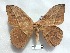  ( - BC-MNHN0256)  @11 [ ] Copyright (2017) Rodolphe Rougerie Muséum national d'Histoire naturelle, Paris