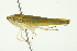  ( - TDWG-0436)  @12 [ ] CreativeCommons - Attribution (2010) CBG Photography Group Centre for Biodiversity Genomics
