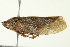  ( - TDWG-0445)  @11 [ ] CreativeCommons - Attribution (2010) CBG Photography Group Centre for Biodiversity Genomics