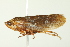  ( - TDWG-0446)  @11 [ ] CreativeCommons - Attribution (2010) CBG Photography Group Centre for Biodiversity Genomics