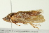  ( - TDWG-0447)  @13 [ ] CreativeCommons - Attribution (2010) CBG Photography Group Centre for Biodiversity Genomics