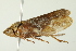  ( - TDWG-0448)  @12 [ ] CreativeCommons - Attribution (2010) CBG Photography Group Centre for Biodiversity Genomics