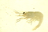 ( - TDWG-0269)  @12 [ ] CreativeCommons - Attribution (2010) CBG Photography Group Centre for Biodiversity Genomics