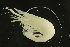  (Palaemonetes - TDWG-0283)  @14 [ ] CreativeCommons - Attribution (2010) CBG Photography Group Centre for Biodiversity Genomics