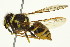  ( - TDWG-0144)  @14 [ ] CreativeCommons - Attribution (2010) CBG Photography Group Centre for Biodiversity Genomics