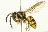  ( - TDWG-0153)  @14 [ ] CreativeCommons - Attribution (2010) CBG Photography Group Centre for Biodiversity Genomics