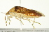  ( - TDWG-0420)  @13 [ ] CreativeCommons - Attribution (2010) CBG Photography Group Centre for Biodiversity Genomics