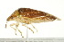  ( - TDWG-0421)  @11 [ ] CreativeCommons - Attribution (2010) CBG Photography Group Centre for Biodiversity Genomics