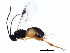  ( - TDWG-0386)  @12 [ ] CreativeCommons - Attribution (2010) CBG Photography Group Centre for Biodiversity Genomics