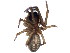  (Amaurobius ferox - TDWG-1002)  @13 [ ] CreativeCommons - Attribution (2010) CBG Photography Group Centre for Biodiversity Genomics