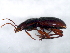  ( - TDWG-0658)  @13 [ ] CreativeCommons - Attribution (2010) CBG Photography Group Centre for Biodiversity Genomics