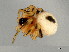  (Thymoites unimaculatus - TDWG-0918)  @13 [ ] CreativeCommons - Attribution (2010) CBG Photography Group Centre for Biodiversity Genomics
