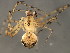  ( - TDWG-1047)  @12 [ ] CreativeCommons - Attribution (2010) CBG Photography Group Centre for Biodiversity Genomics