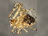  ( - TDWG-1048)  @12 [ ] CreativeCommons - Attribution (2010) CBG Photography Group Centre for Biodiversity Genomics