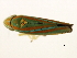  ( - TDWG-1132)  @13 [ ] CreativeCommons - Attribution (2010) CBG Photography Group Centre for Biodiversity Genomics