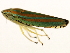  ( - TDWG-1133)  @14 [ ] CreativeCommons - Attribution (2010) CBG Photography Group Centre for Biodiversity Genomics