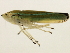  ( - TDWG-1134)  @12 [ ] CreativeCommons - Attribution (2010) CBG Photography Group Centre for Biodiversity Genomics