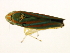  ( - TDWG-1135)  @12 [ ] CreativeCommons - Attribution (2010) CBG Photography Group Centre for Biodiversity Genomics