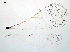  ( - FSCA_00060771)  @11 [ ] CreativeCommons - Attribution Share-Alike (2023) Unspecified Florida Department of Agriculture and Consumer Services, Division of Plant Industry