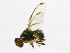  ( - cau01140)  @13 [ ] CreativeCommons - Attribution Non-Commercial Share-Alike (2010) China Agricutural University, Insect Collection China Agricutural University, Insect Collection