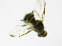  ( - cau01140)  @12 [ ] CreativeCommons - Attribution Non-Commercial Share-Alike (2010) China Agricutural University, Insect Collection China Agricutural University, Insect Collection