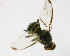  ( - cau01140)  @12 [ ] CreativeCommons - Attribution Non-Commercial Share-Alike (2010) China Agricutural University, Insect Collection China Agricutural University, Insect Collection