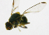  ( - cau01140)  @12 [ ] CreativeCommons - Attribution Non-Commercial Share-Alike (2010) China Agricutural University, Insect Collection China Agricutural University, Insect Collection