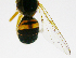  ( - cau01141)  @12 [ ] CreativeCommons - Attribution Non-Commercial Share-Alike (2010) China Agricutural University, Insect Collection China Agricutural University, Insect Collection