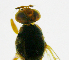  ( - cau01141)  @12 [ ] CreativeCommons - Attribution Non-Commercial Share-Alike (2010) China Agricutural University, Insect Collection China Agricutural University, Insect Collection