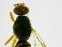  ( - cau01141)  @12 [ ] CreativeCommons - Attribution Non-Commercial Share-Alike (2010) China Agricutural University, Insect Collection China Agricutural University, Insect Collection