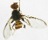  ( - cau01151)  @13 [ ] CreativeCommons - Attribution Non-Commercial Share-Alike (2010) China Agricutural University, Insect Collection China Agricutural University, Insect Collection