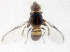  ( - cau01152)  @13 [ ] CreativeCommons - Attribution Non-Commercial Share-Alike (2010) China Agricutural University, Insect Collection China Agricutural University, Insect Collection