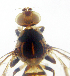  ( - cau01152)  @12 [ ] CreativeCommons - Attribution Non-Commercial Share-Alike (2010) China Agricutural University, Insect Collection China Agricutural University, Insect Collection