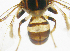  ( - cau01152)  @12 [ ] CreativeCommons - Attribution Non-Commercial Share-Alike (2010) China Agricutural University, Insect Collection China Agricutural University, Insect Collection